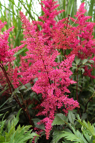 Astilbe 'Red Sentinel'. De fins groupes floraux ramifiés montent sur les tiges et dessinent un contour plumeux. Les fleurs sont rose vif et leurs pétales éclatants occupent une grande part de la vue. De petites fleurs bordent les fines branches et donnent à chaque groupe une texture légère. Des feuilles vertes apparaissent autour des fleurs et entre les tiges de la photo. Plusieurs fleurs occupent le cadre, certaines de face et d'autres tournées de côté.