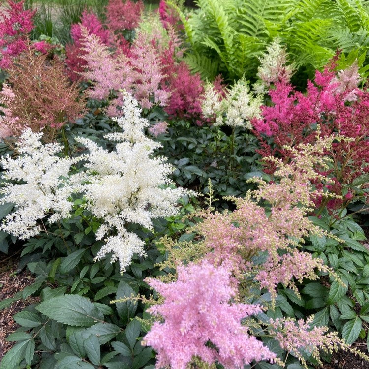 Mélange d'Astilbe 'Rhapsody'