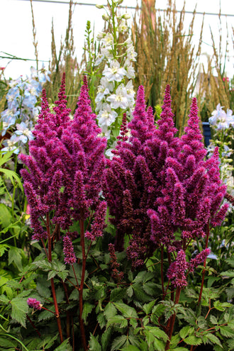 Astilbe 'Visions in Red'. De fins groupes floraux ramifiés montent sur les tiges et dessinent un contour plumeux. Des tons lie-de-vin et violet foncé colorent les pétales, avec des plis ombragés près du centre. De petites fleurs bordent les fines branches et donnent à chaque groupe une texture légère. Des feuilles vertes apparaissent autour des fleurs et entre les tiges de la photo. La plante se trouve en massif, entourée du feuillage des autres plantes voisines.