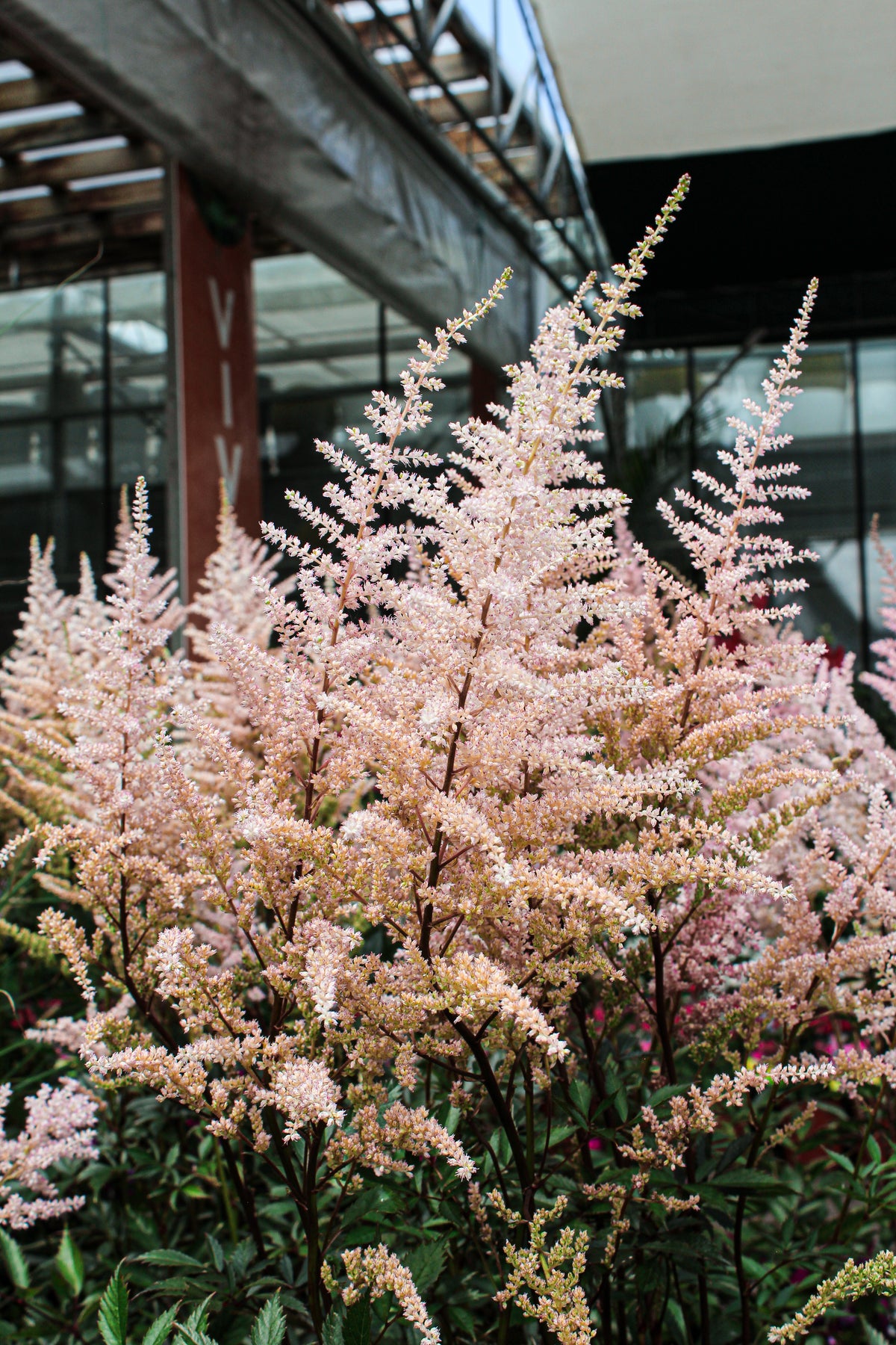 Astilbe ‘Erica’ — Astilbe