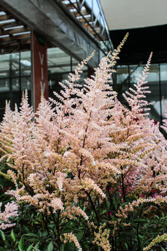 Astilbe 'Erica'. De fins groupes floraux ramifiés montent sur les tiges et dessinent un contour plumeux. Les pétales rose pâle ont des plis doux visibles dans la lumière. De petites fleurs bordent les fines branches et donnent à chaque groupe une texture légère. Des feuilles vertes apparaissent autour des fleurs et entre les tiges de la photo. Une structure de serre se trouve derrière les plantes, au-dessus des rangées de feuillage.