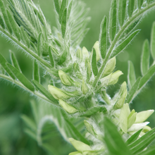 Astragalus
