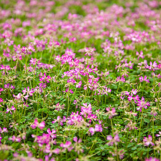 Organic Astragalus Seeds by Gaia, product image prepared for Canadian gardeners.