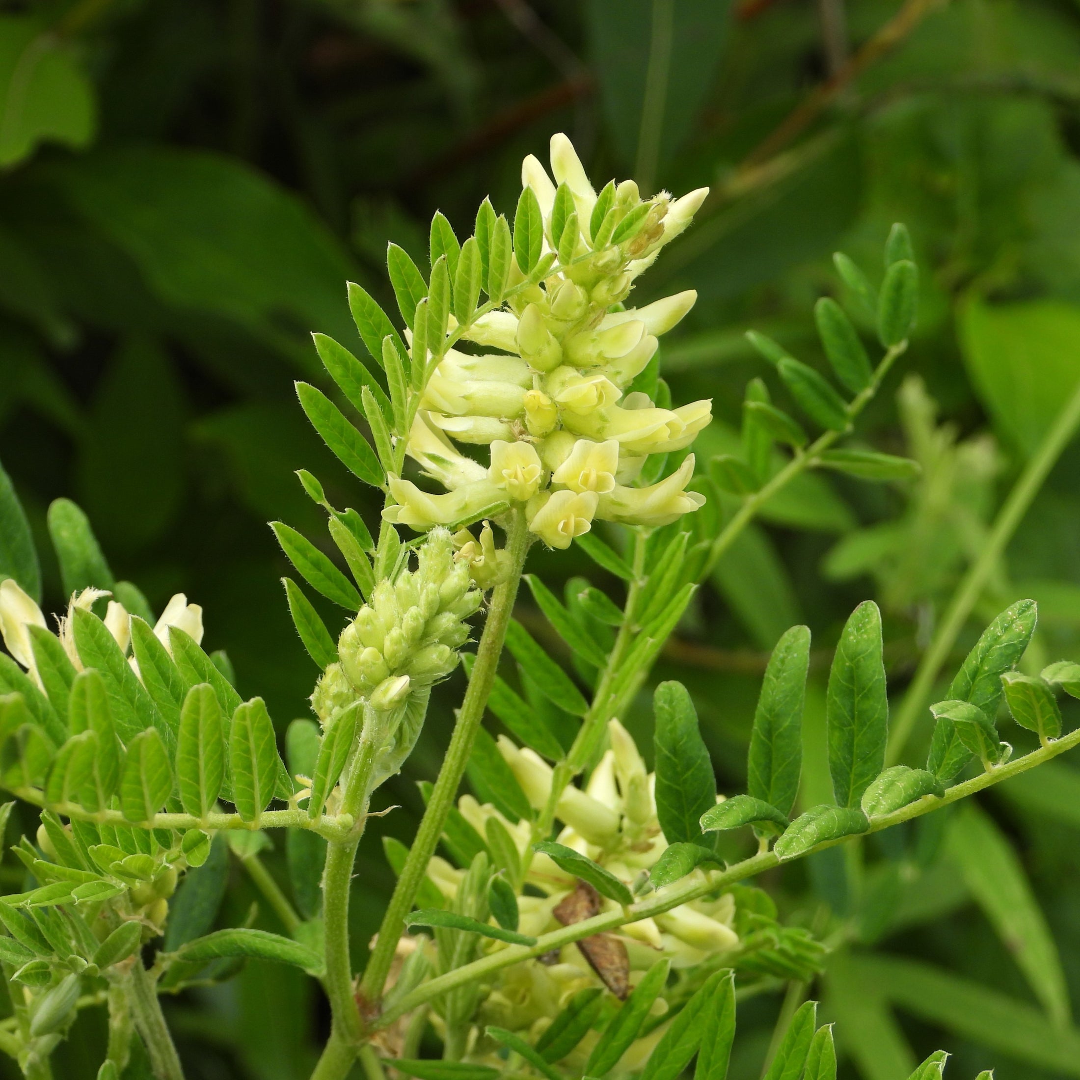 Canada milk vetch