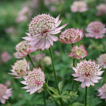 Astrantia major 'Masterpiece'
