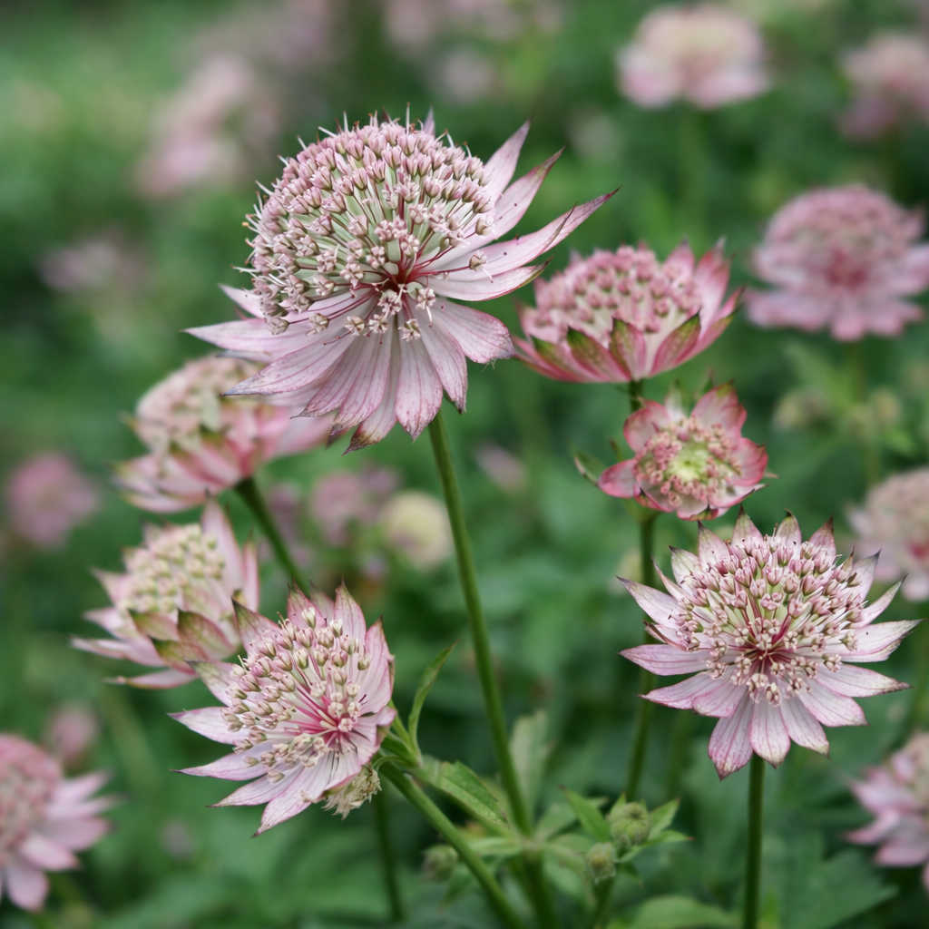 Astrantia major 'Masterpiece'
