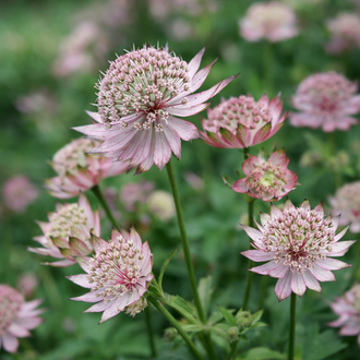 Astrance 'Masterpiece'. Les petites têtes florales portent des parties externes pointues autour de leurs cœurs ronds serrés. Les pétales rose pâle ont des plis doux visibles dans la lumière. Les pétales internes sont serrés les uns contre les autres au cœur plein. Des feuilles vertes apparaissent autour des fleurs et entre les tiges de la photo. La fleur principale est nette sur le fond flou, où les couleurs se mêlent.