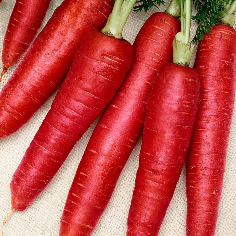 Carotte rouge 'Atomique'