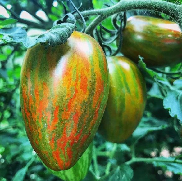 Tomate 'Atomic Grape' bio