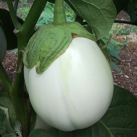 'Bianca Tonda' Eggplant