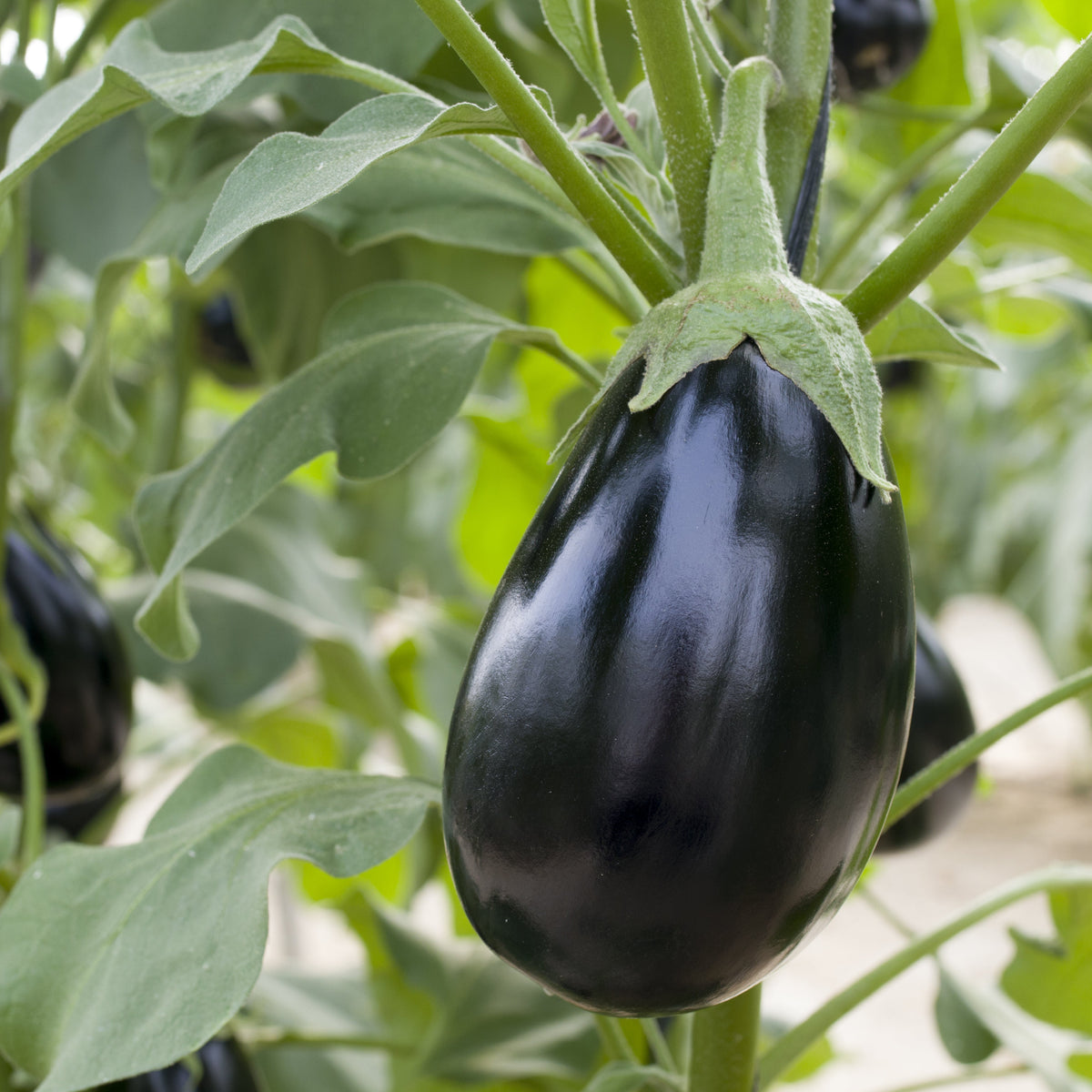 Classic Eggplant
