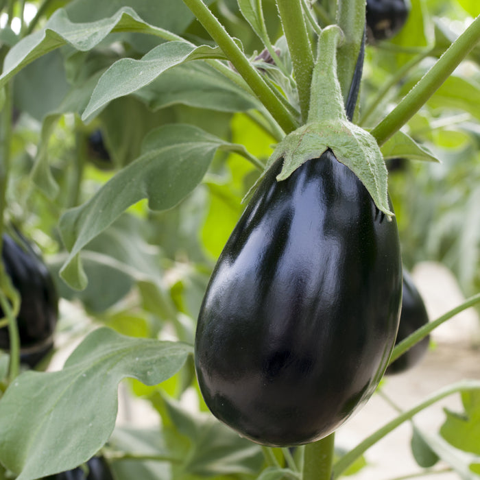 Aubergine Classic