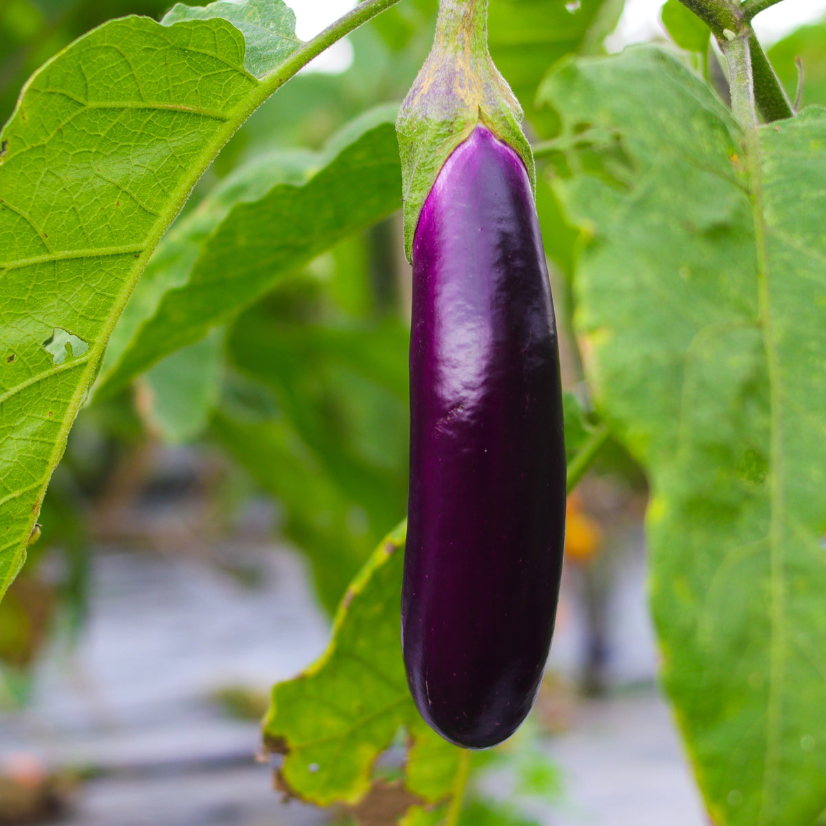 Aubergine 'Long Purple'