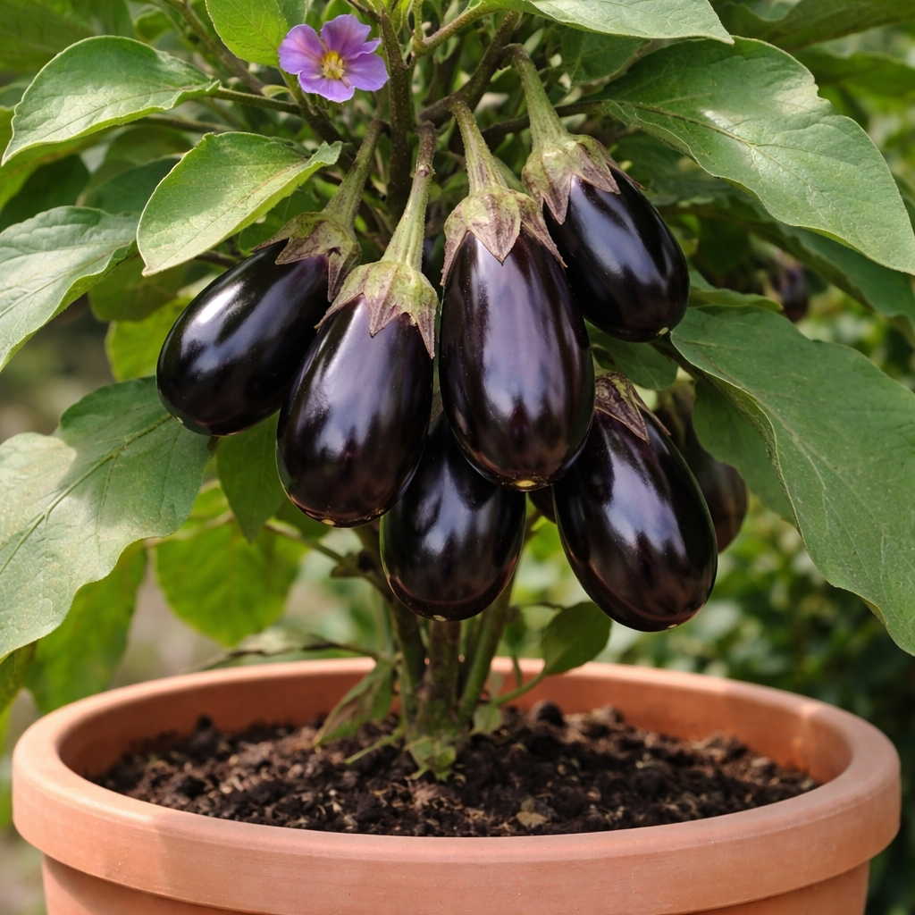 Patio Baby Eggplant