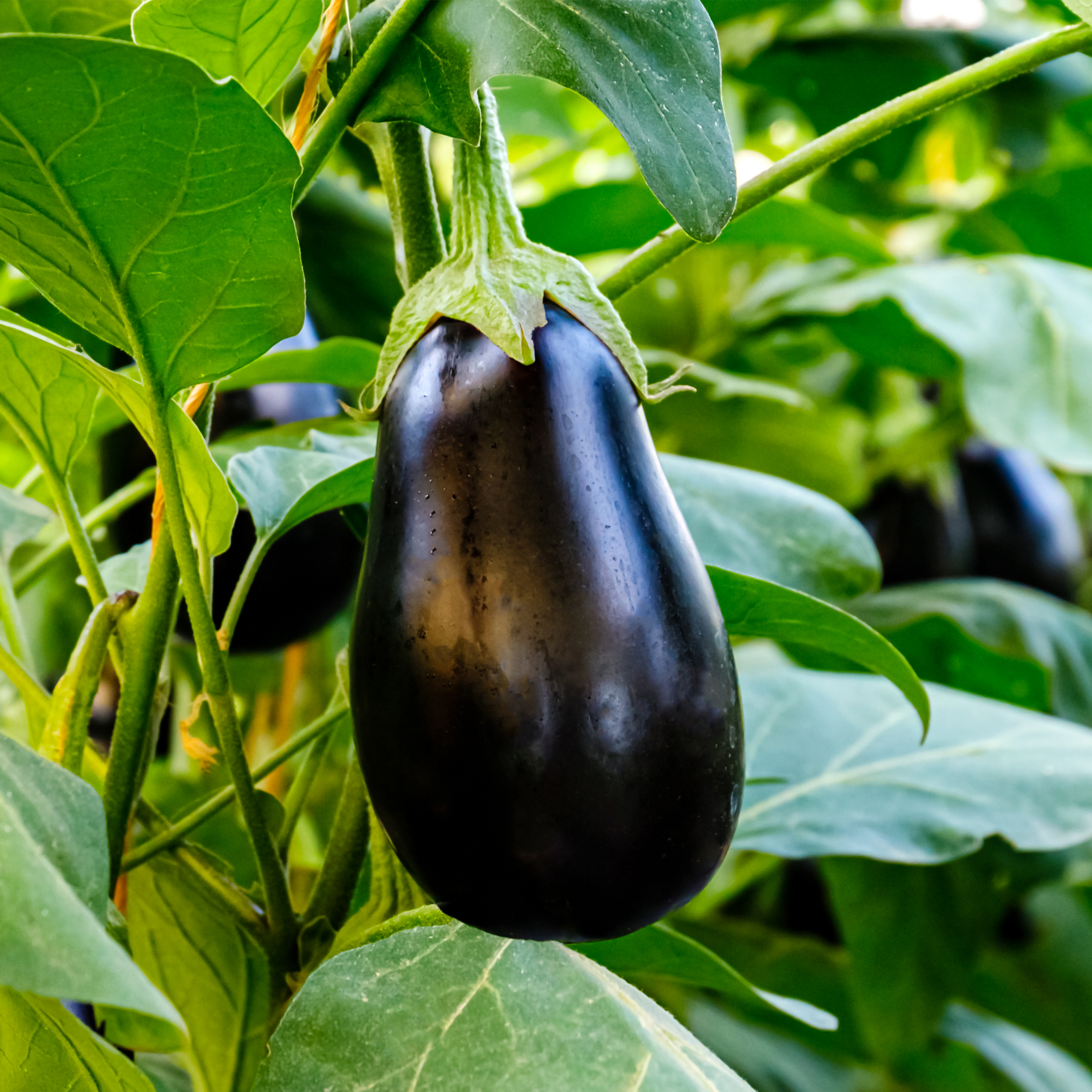 Pot Black Eggplant