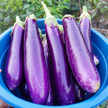 Aubergine 'Purple Shine'