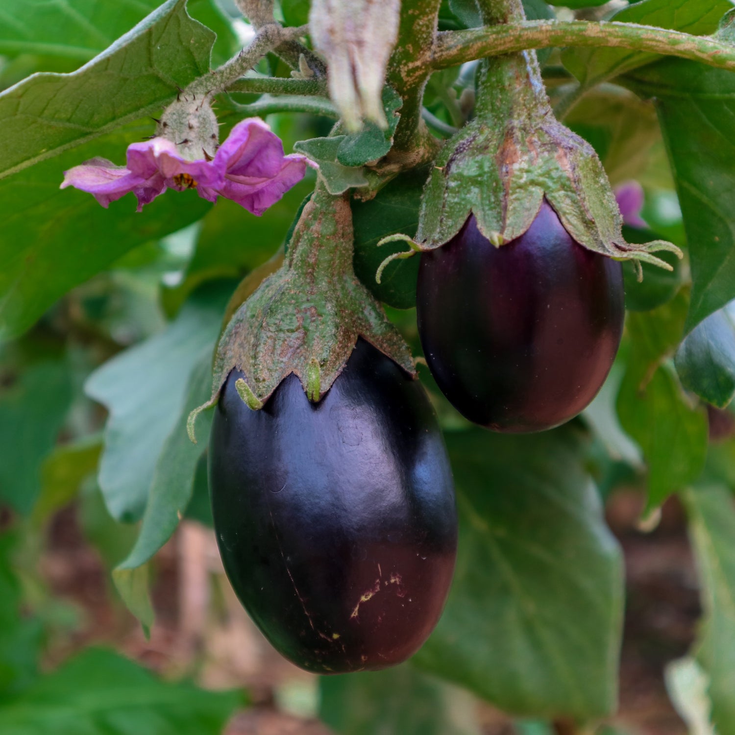 Aubergine 'Black Beauty'