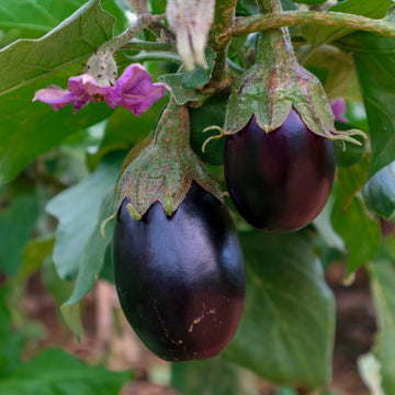 Aubergine 'Black Beauty'