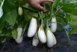 'Casper' Eggplant