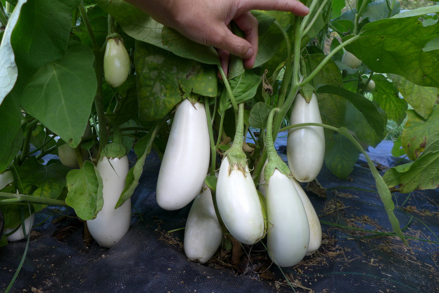 'Casper' Eggplant