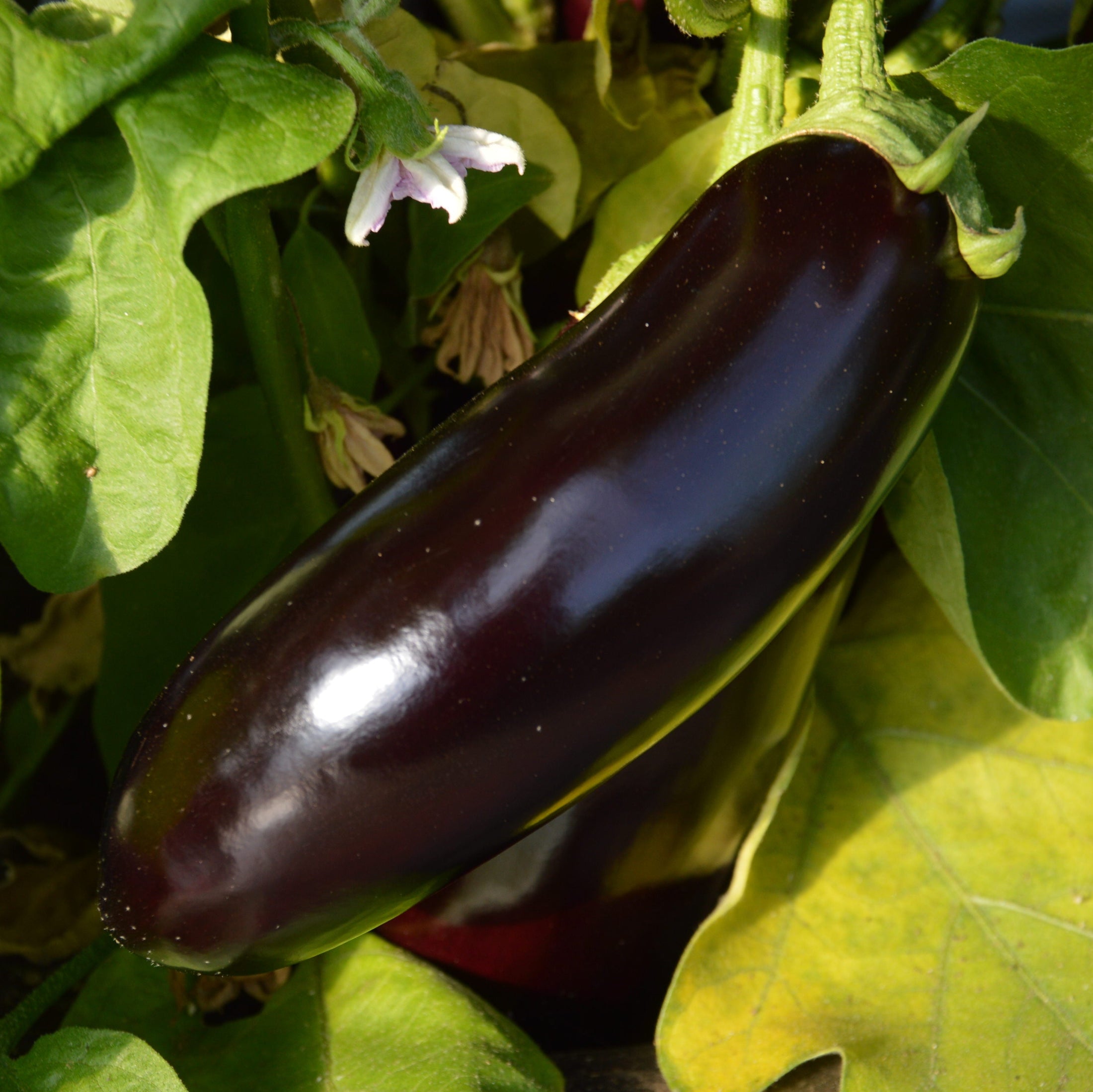 Organic 'Diamond' eggplant