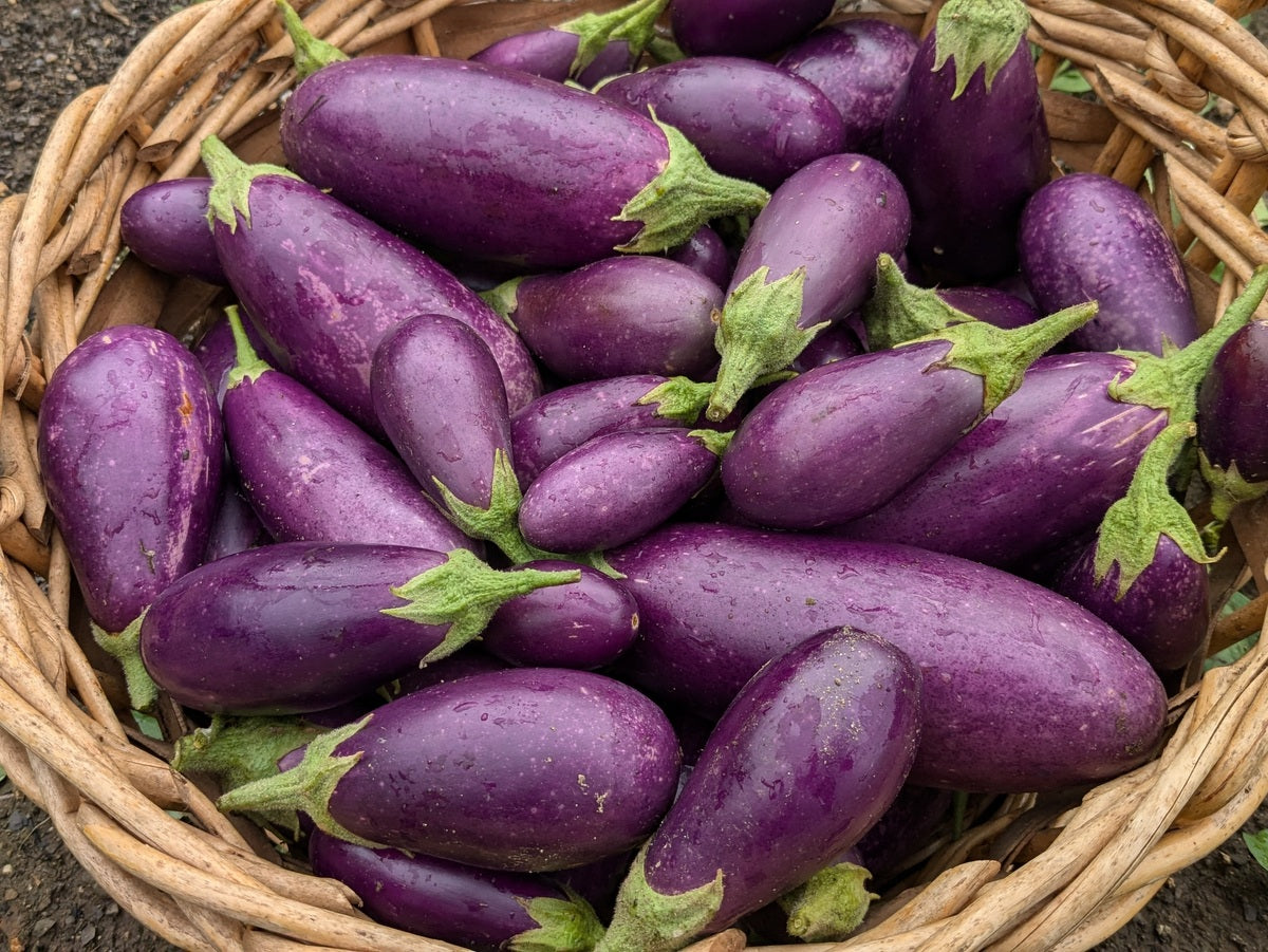 Aubergine ‘Jewel Amethyst’ (<em>Solanum melongena</em>)