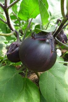 Aubergine 'Kamo'