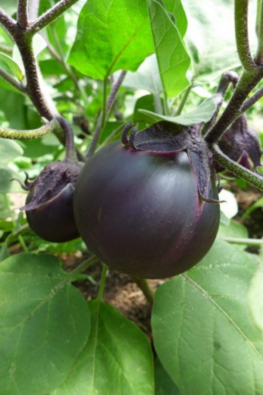 Aubergine 'Kamo'