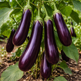 Product image of ‘Longue violette n°3’ eggplant, a eggplant cultivar supplied as Weston seed. The photograph shows the identifying appearance presented for this variety and helps gardeners recognize the packet or plant while comparing options for a home garden. For best results, label the row and observe the plants regularly as conditions change through the season.