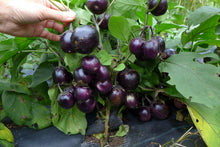 Aubergine ‘Mini Bambine’ (<em>Solanum melongena</em>)