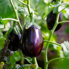Aubergine 'Night Shadow'
