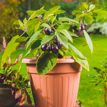 Aubergine 'Patio Baby'