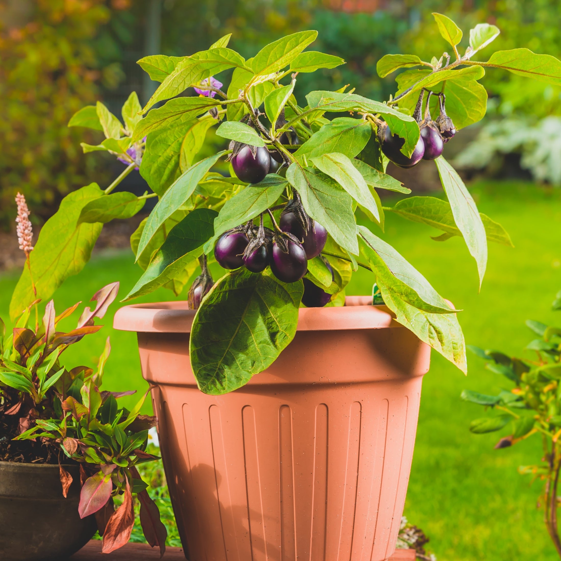 Aubergine 'Patio Baby'