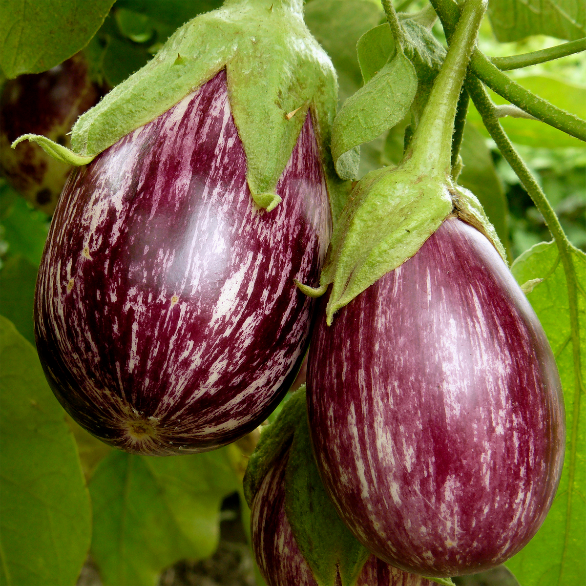 Aubergine Pinstripe
