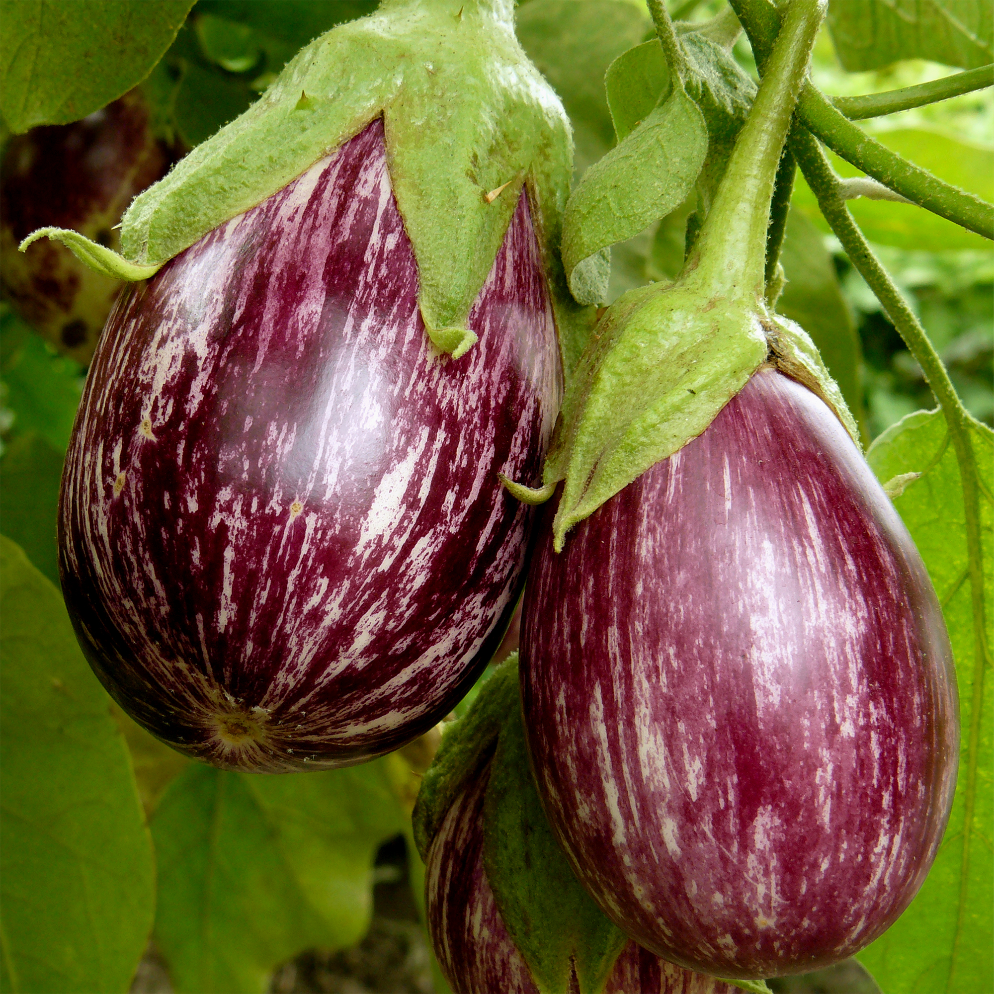 Aubergine Pinstripe
