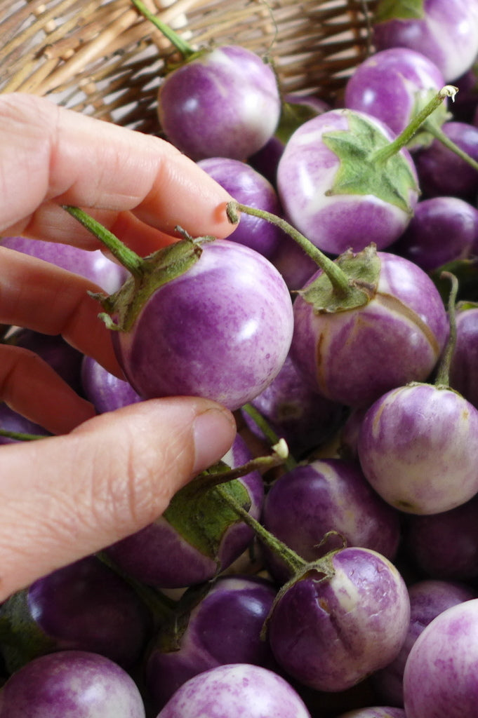 Eggplant 'Thai Lavender Frog Egg'