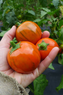 Aubergine 'Turkish Orange'