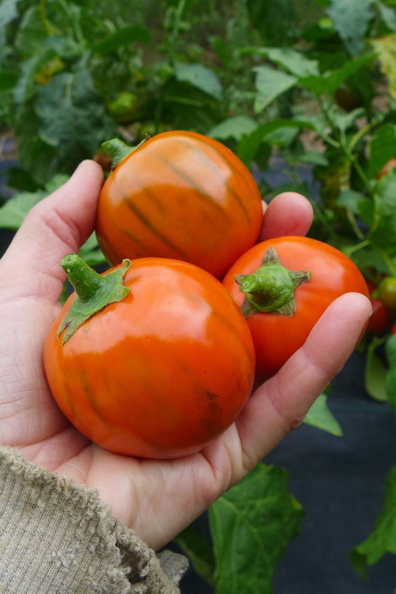 Aubergine 'Turkish Orange'