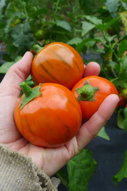 'Turkish Orange' Eggplant