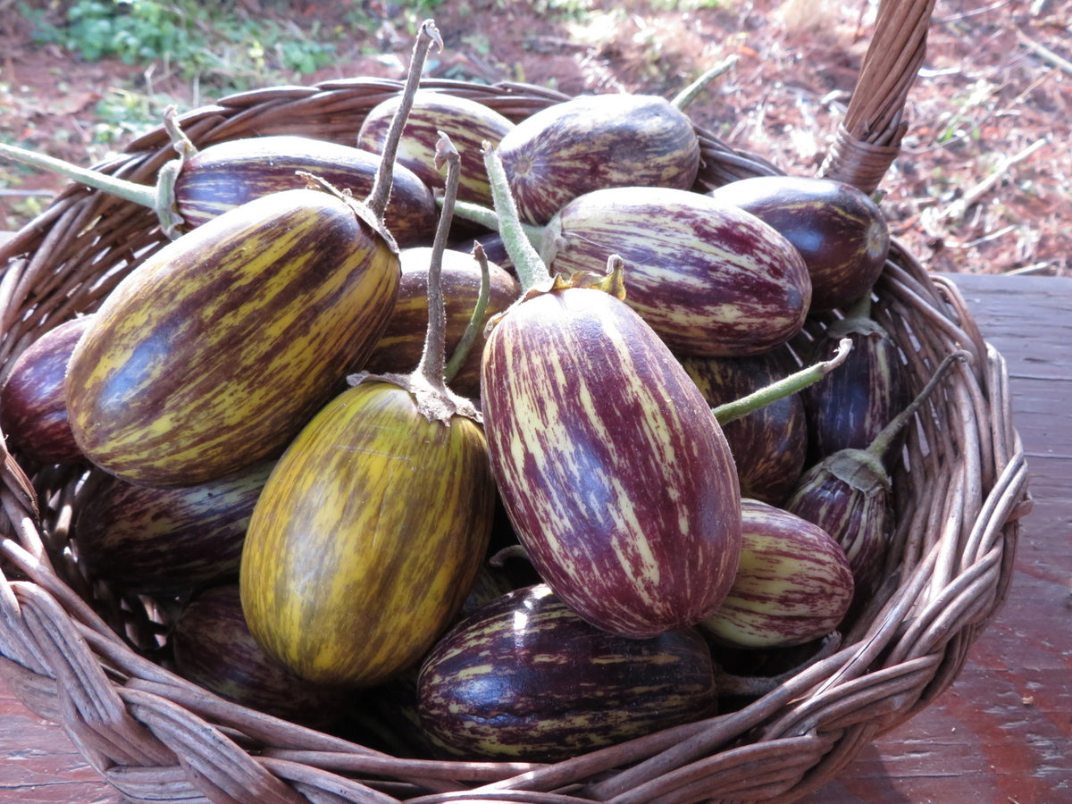 Aubergine ‘Udumalpet’ (<em>Solanum melongena</em>)