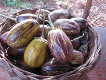 Aubergine ‘Udumalpet’ (<em>Solanum melongena</em>)