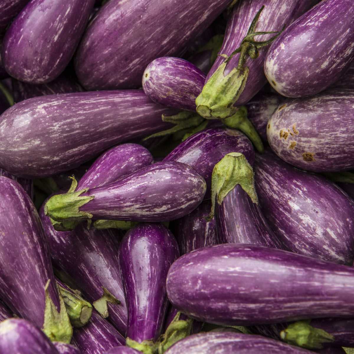 Aubergine 'Fairy Tale'
