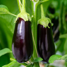 Aubergine 'Traviata' bio
