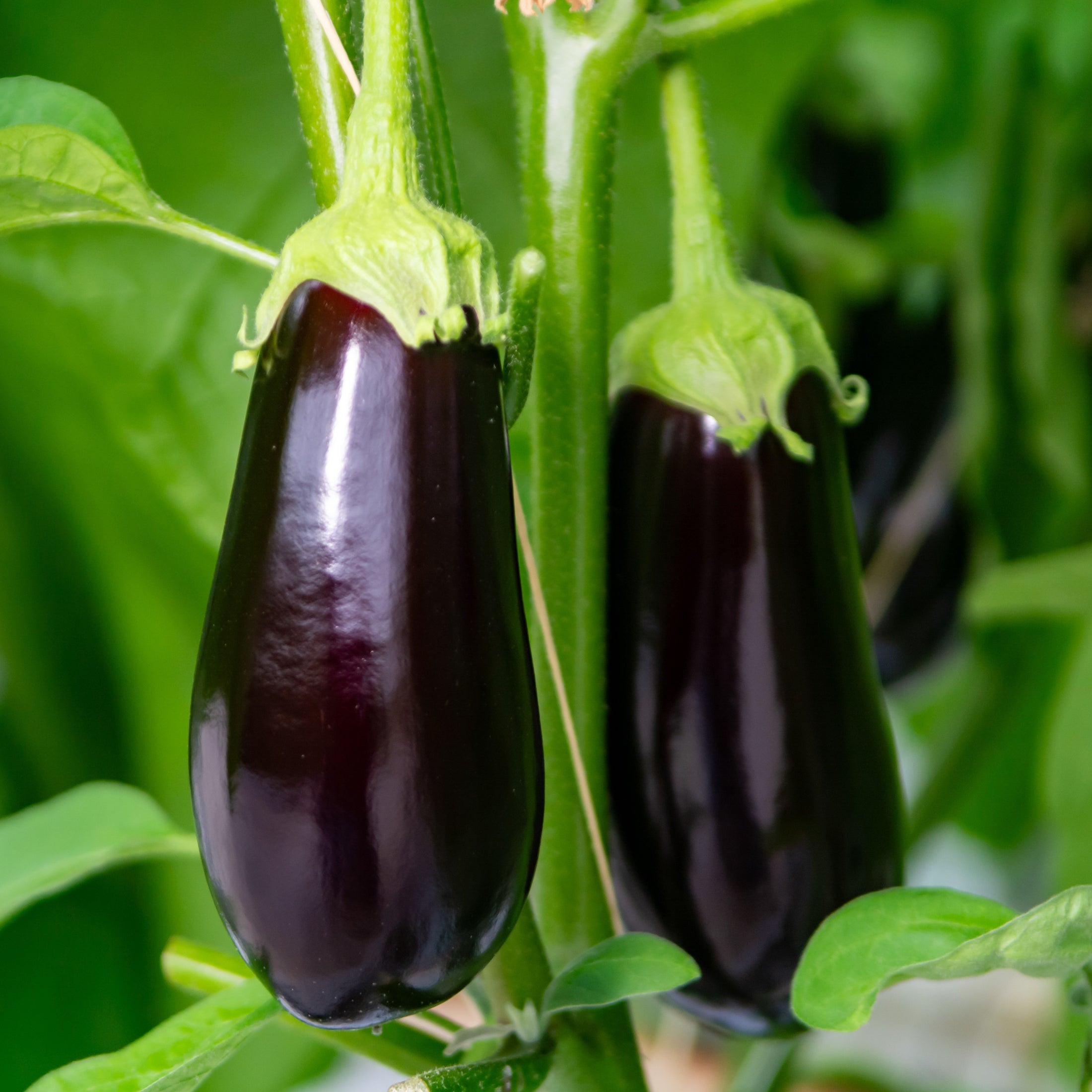 Aubergine 'Traviata' bio