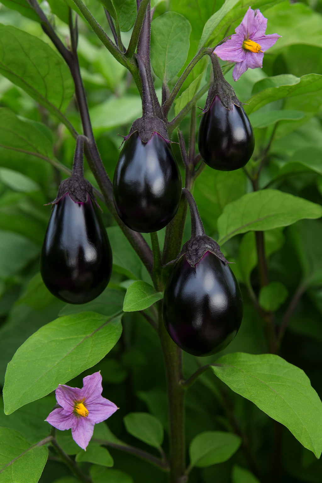 Organic long eggplant 'Mini Bambino'