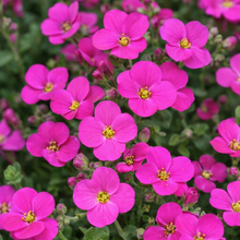 Aubrieta 'Rock On Pink'