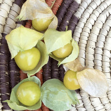 Ground Cherry' Aunt Molly' organic