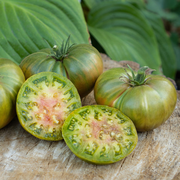 Tomate verte Allemande 'Tante Ruby'