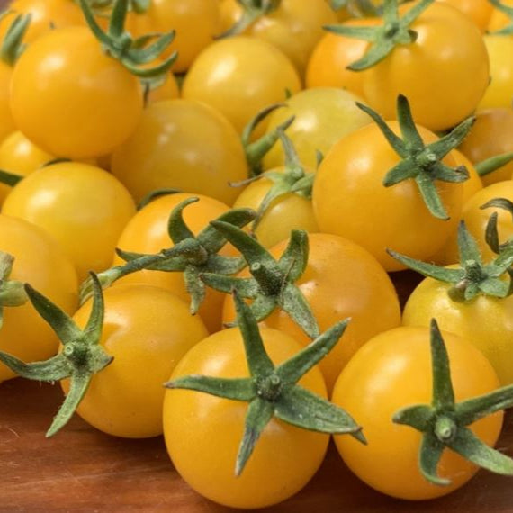 Tomate 'Aunt Ruby's Yellow Cherry' bio