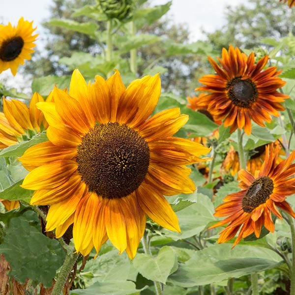 Tournesol 'Autumn Beauty Mix' bio